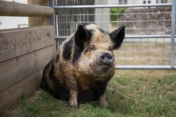 You also have some very cute and quirky neighbours in a neighbouring paddock who are always happy to say hello.
