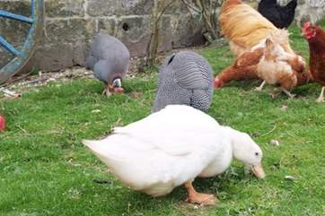 These charming chickens, ducks and guinea fowl wander around the farmyard.