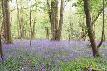 These beautiful bluebell woods are a two minute walk down the lane.