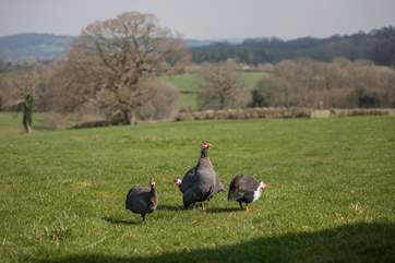 These delightful Guinea Fowl wander around the farm.