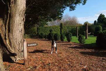 A paradise for your four-legged friend - not to mention for you too of course.