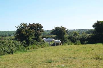 Just two of the smallholding's many residents!