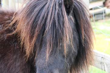 Marley the very cute miniature Shetland pony...