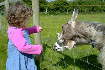 Feeding the goats.