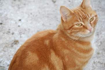 Rusty, the very affectionate farm cat.