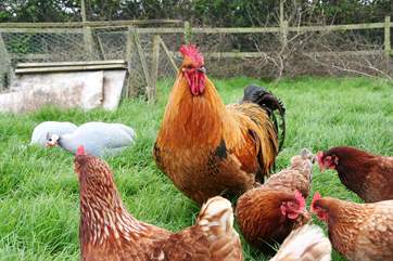 Chickens!