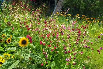 The lovely wild flower patch.