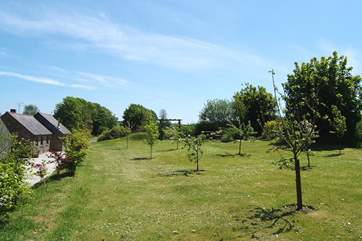 Looking back from the far end of the orchard.