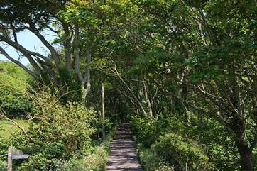 This is the steep wooded lane up to Little Woodlands.