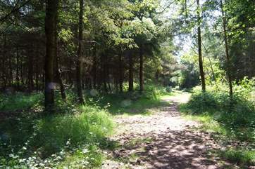 The nearby Ashclyst Forest is full of paths and peaceful walks.