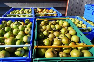 Freshly picked apples.