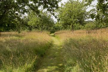 Little paths are cut through the orchard in the summertime leading you to wonderful places to sit and take in the surroundings. In the Spring the trees are thick with blossom.