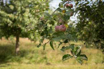 In the late summer and autumn the orchard bears fruit and you will see all the apples!