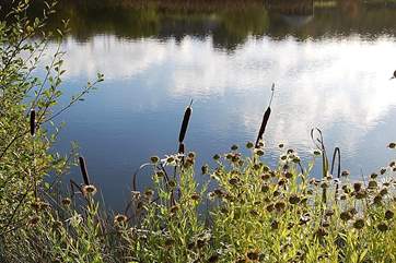 Flowers over the lake.
