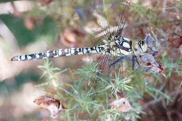 Life in the lake margin.
