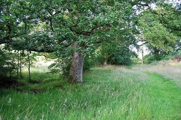 The tree walk by the stream.