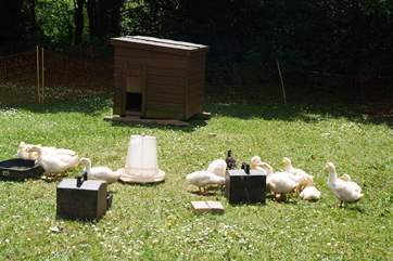 The far end of the meadow garden is sometimes used as a temporary home for new arrivals.