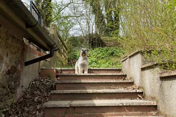 Four-legged friends are most welcome here. These are the alternative, stone steps, that lead up the side of the barn to the garden.