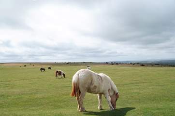 Dartmoor ponies wander freely and are a national treasure!