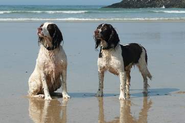 Dogs will love to explore the coast.