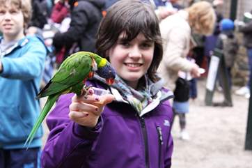 Get up close to some brightly coloured feathered friends.