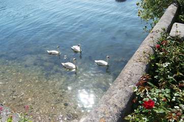 There is a large colony of swan on the river and they will come to call if they see you (just in case they get some food!).