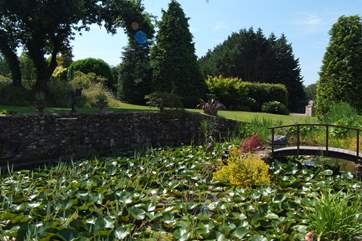 In summer the pond is a haven for dragonflies.