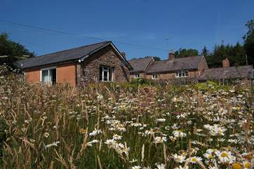 The gardens around Foxlair Cottage are a mixture of lawns and wildflowers.