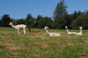 There are alpacas, Dexter cattle, sheep, ducks, goats, geese and chickens at Knighton Farm.