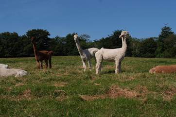 Knighton Farm is home to alpacas, sheep, goats, ducks and geese!