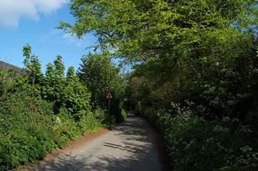 The lane approaching the cottage.