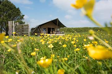 Woody is situtated in a wild flower meadow.