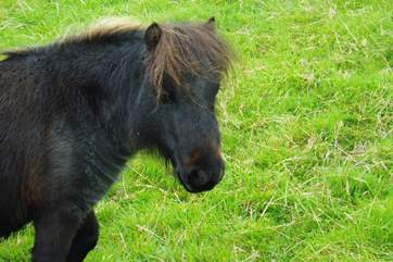 This is one of the little Shetland ponies who have come to live here!