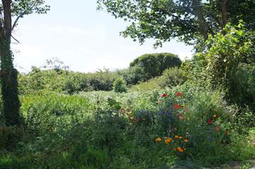 Meadow flowers in your garden, just across the quiet country lane from the cottage.