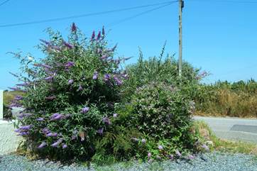 Pretty flowering shrubs beside the entrance to the parking-area.