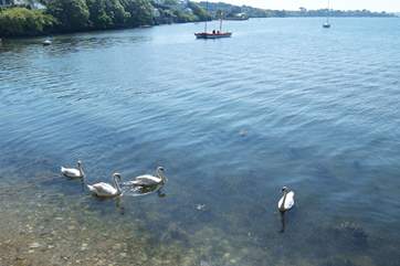 There is a very large swan colony on the creek and you will often see some of them out on the water.