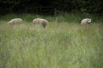 The sheep sometimes graze in the meadow below Rivendell.