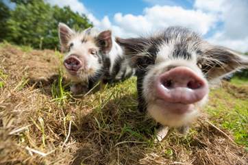 Rhubarb and Raspberry, the gorgeous Kune Kune pigs, will delight all.