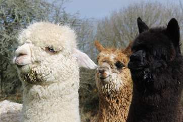 Wingnuts, Rusty and Al Capone are settling into their new home and they look forward to meeting you.
