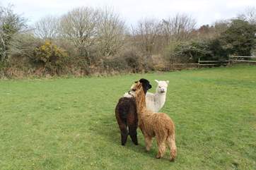 Wingnuts, Rusty and Al Capone the Alpacas are settling into their new home and they look forward to meeting you.