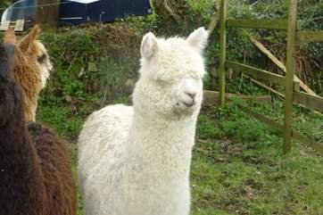 The Alpacas have arrived at Woodbine Farm.