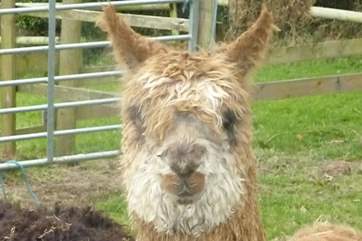 This is Rusty, due to his reddy colour, how cute is he?