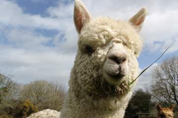Meet Wingnuts, named due to his ears apparently!