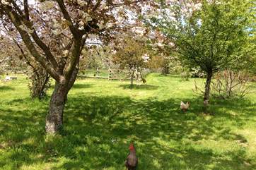 The delightful orchard area with the Owners friendly free-range chickens.