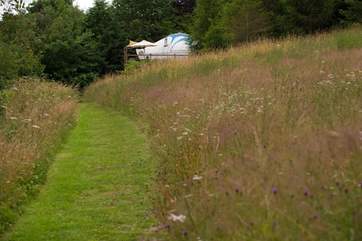 Looking towards Poppy from the wild flower meadow.