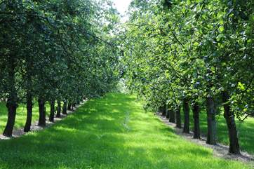 The village is in the heart of Somerset's apple growing countryside.
