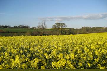 The gentle Somerset countryside is a delight to explore.