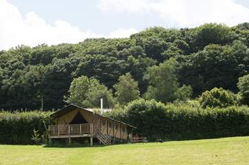 Celandine sitting proud in the meadow. There is plenty of space around these three super safari tents.