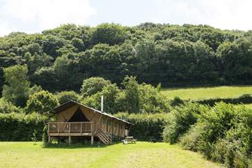 Campion has its own sheltered spot at the far side of the meadow.