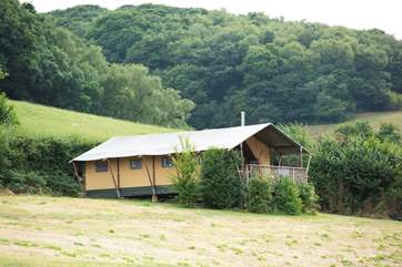 Campion has its own sheltered spot at the far side of the meadow.